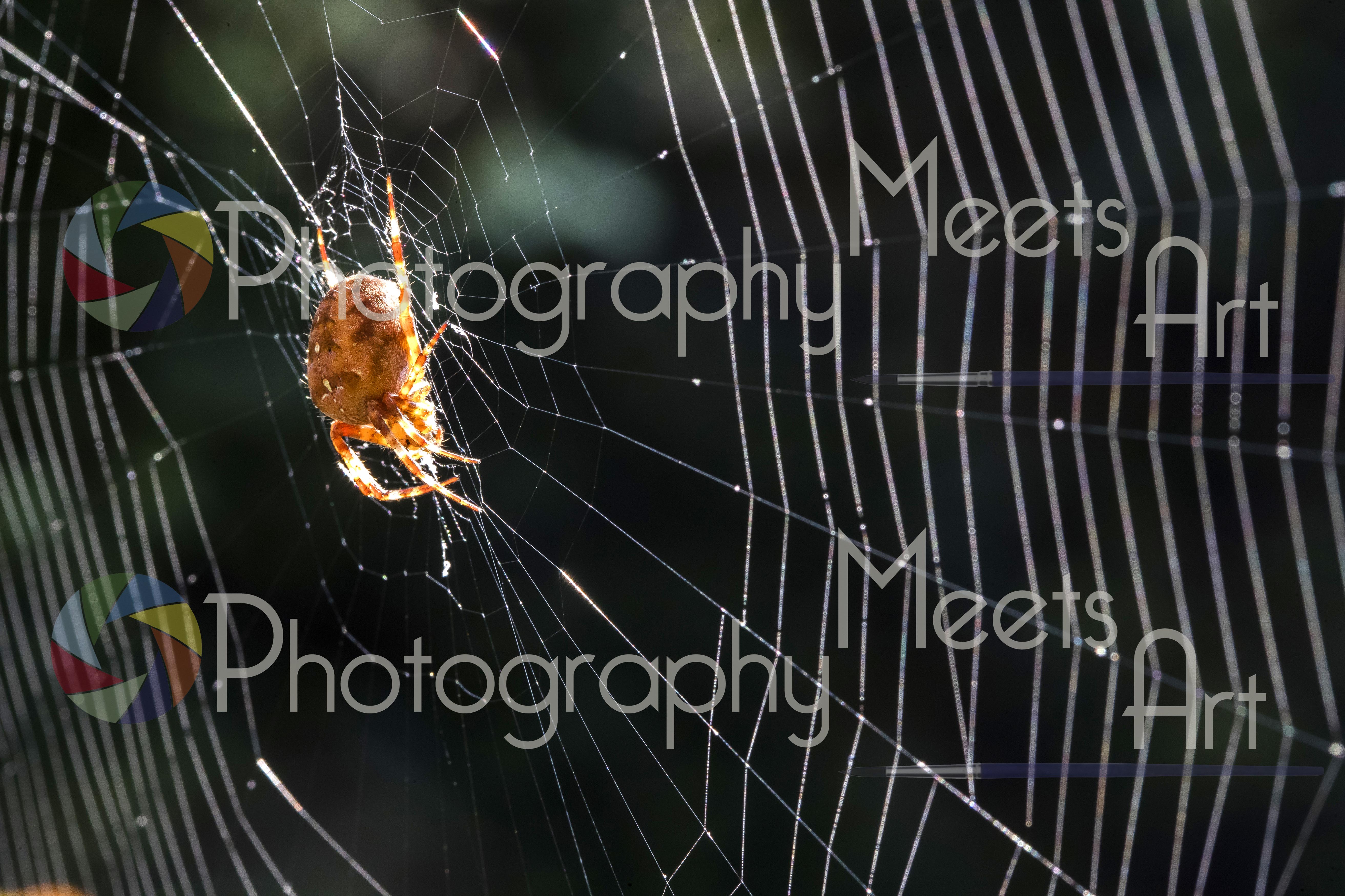 Haarlem - Spin in web